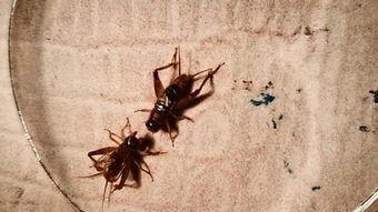 色艺无间松鼠啄果视频,色艺无间，自然界的和谐演绎