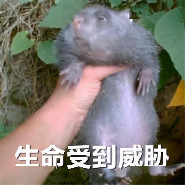 色艺无间松鼠啄果视频,色艺无间，自然界的和谐演绎